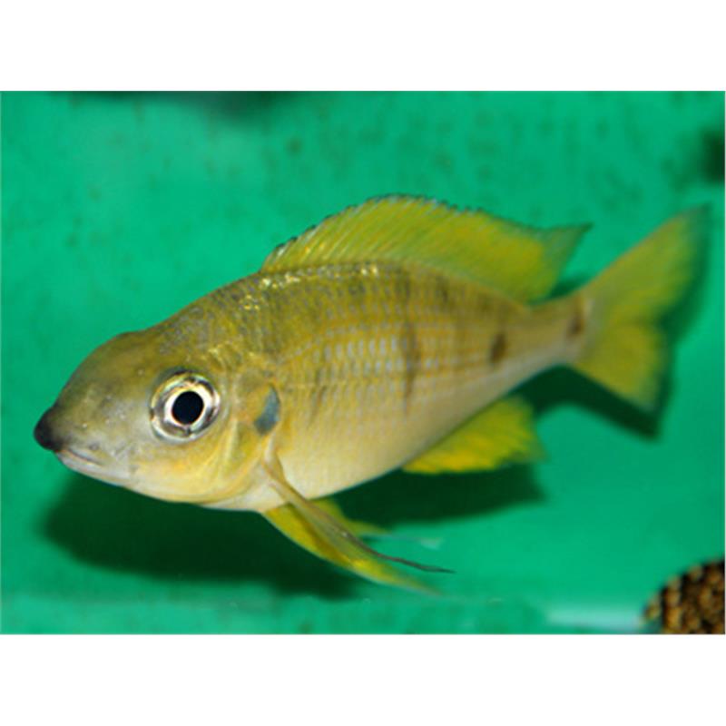 Ophthalmotilapia nasuta Kipili Gold - imagine 5